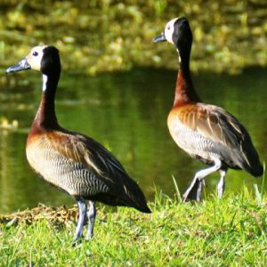white-faced-whistling-duck